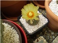 astrophytum